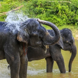 Kuala Gandah Elephant